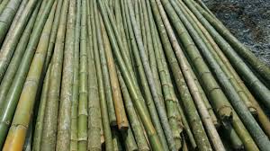 Đại lý cọc tre uy tín Quảng Nam
